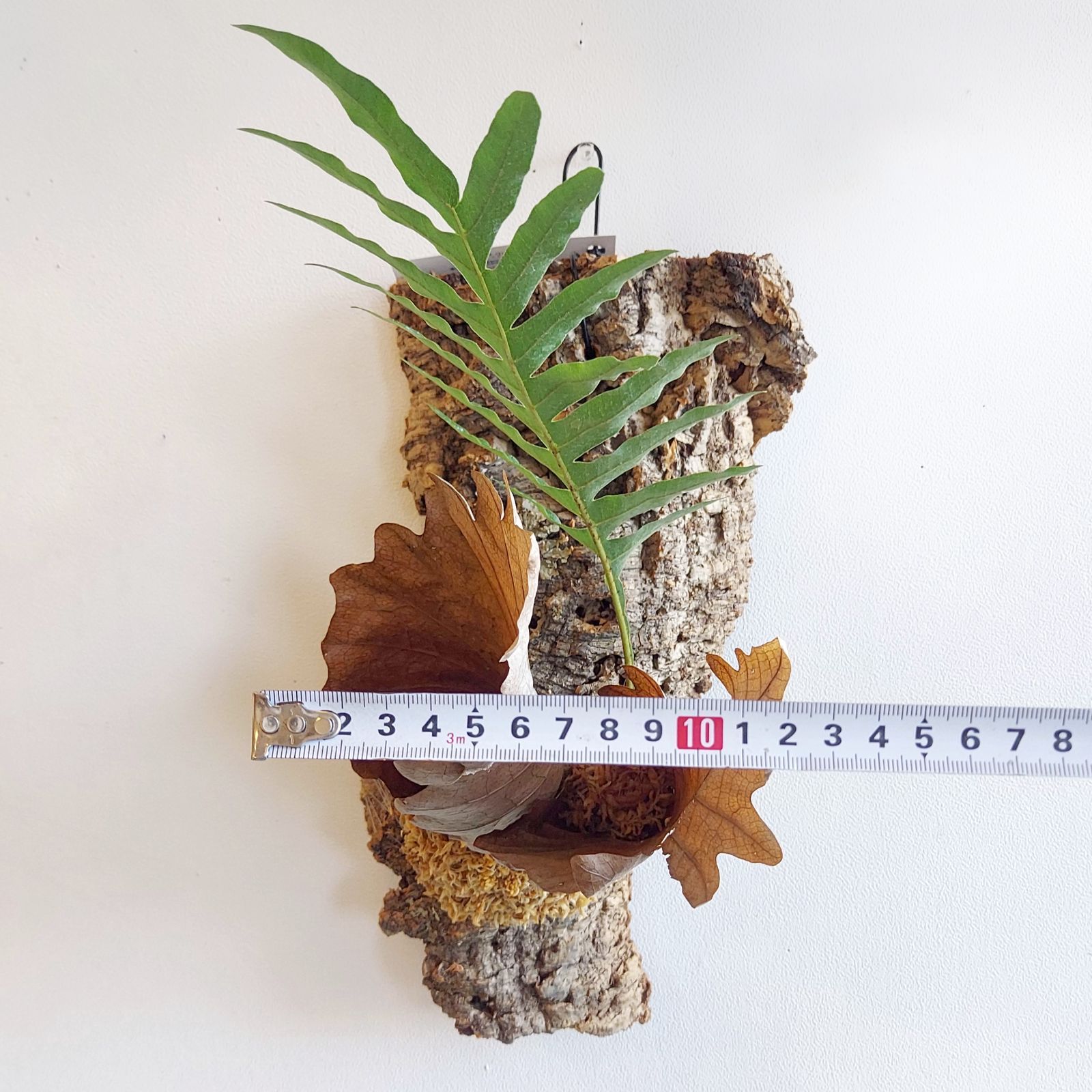 ドリナリア・クエルシフォリア シダ 着生植物 コルク板付け インテリア