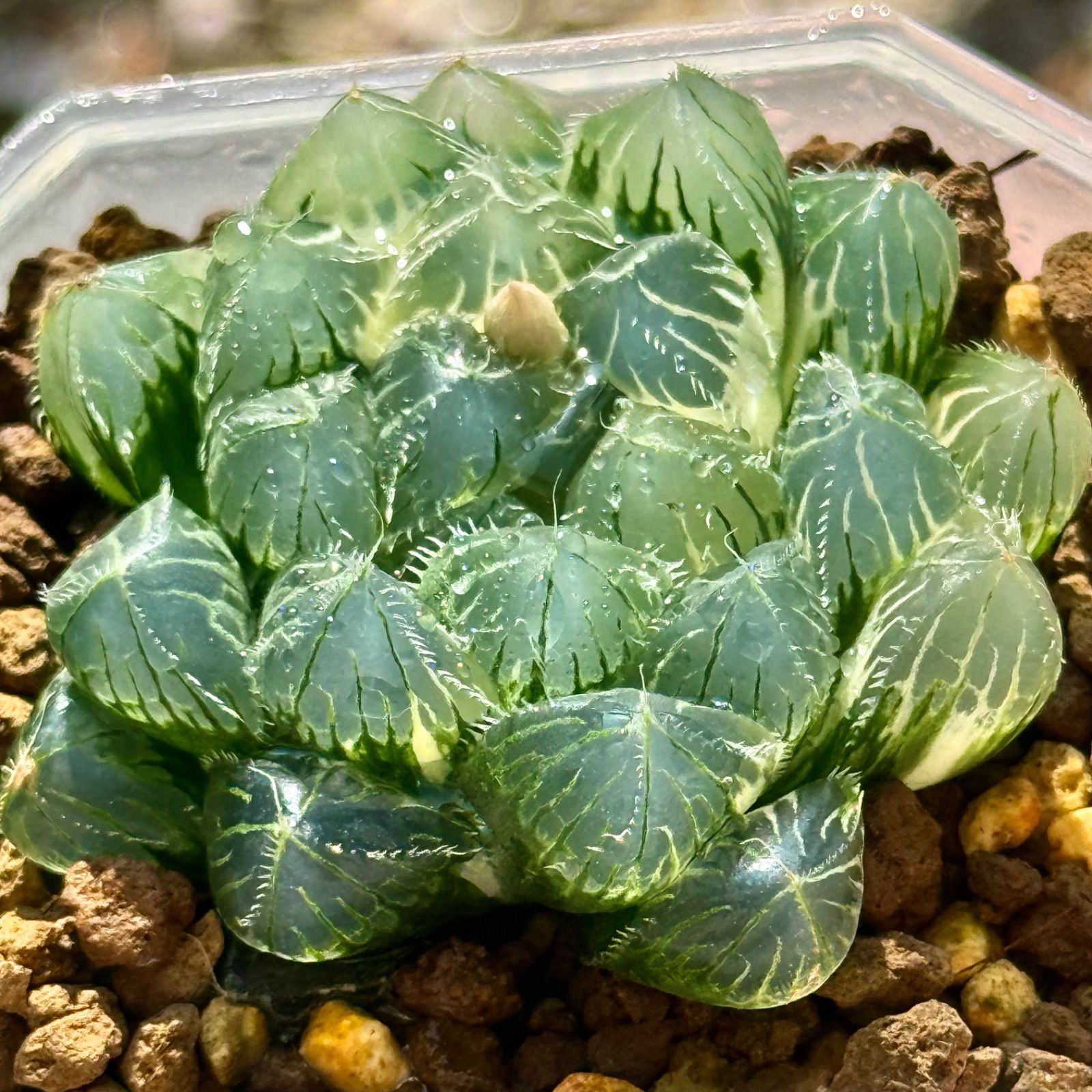 mk様専用100本＝キャッサバ芋、芽出し苗☆キャッサバ、大収穫＝美味