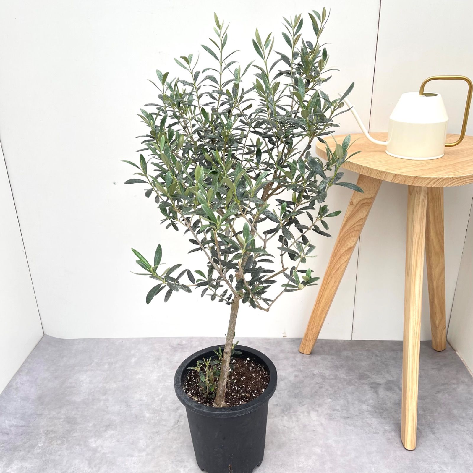 現品 観葉植物