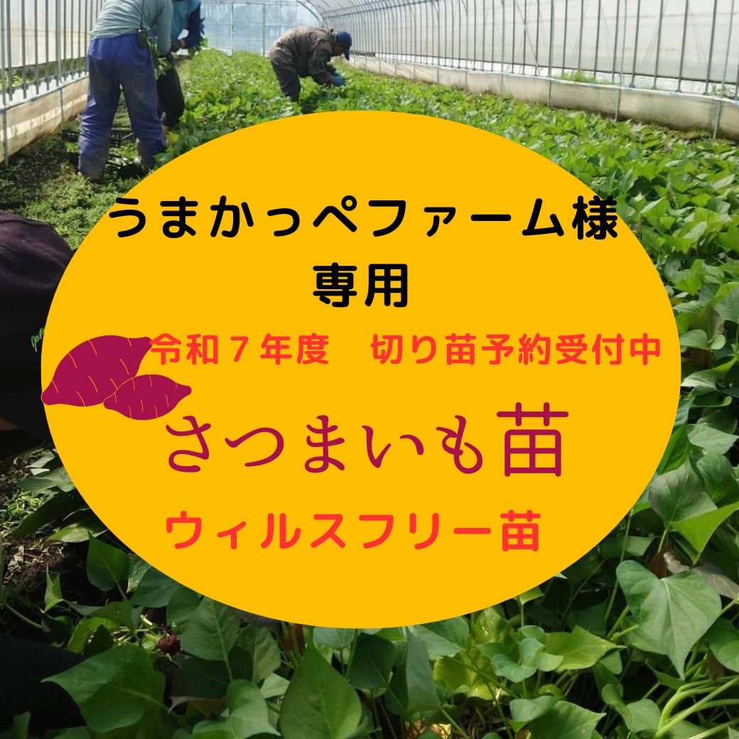 うまかっぺファーム様 令和7年度 切り苗予約受付中 ウィルスフリー苗