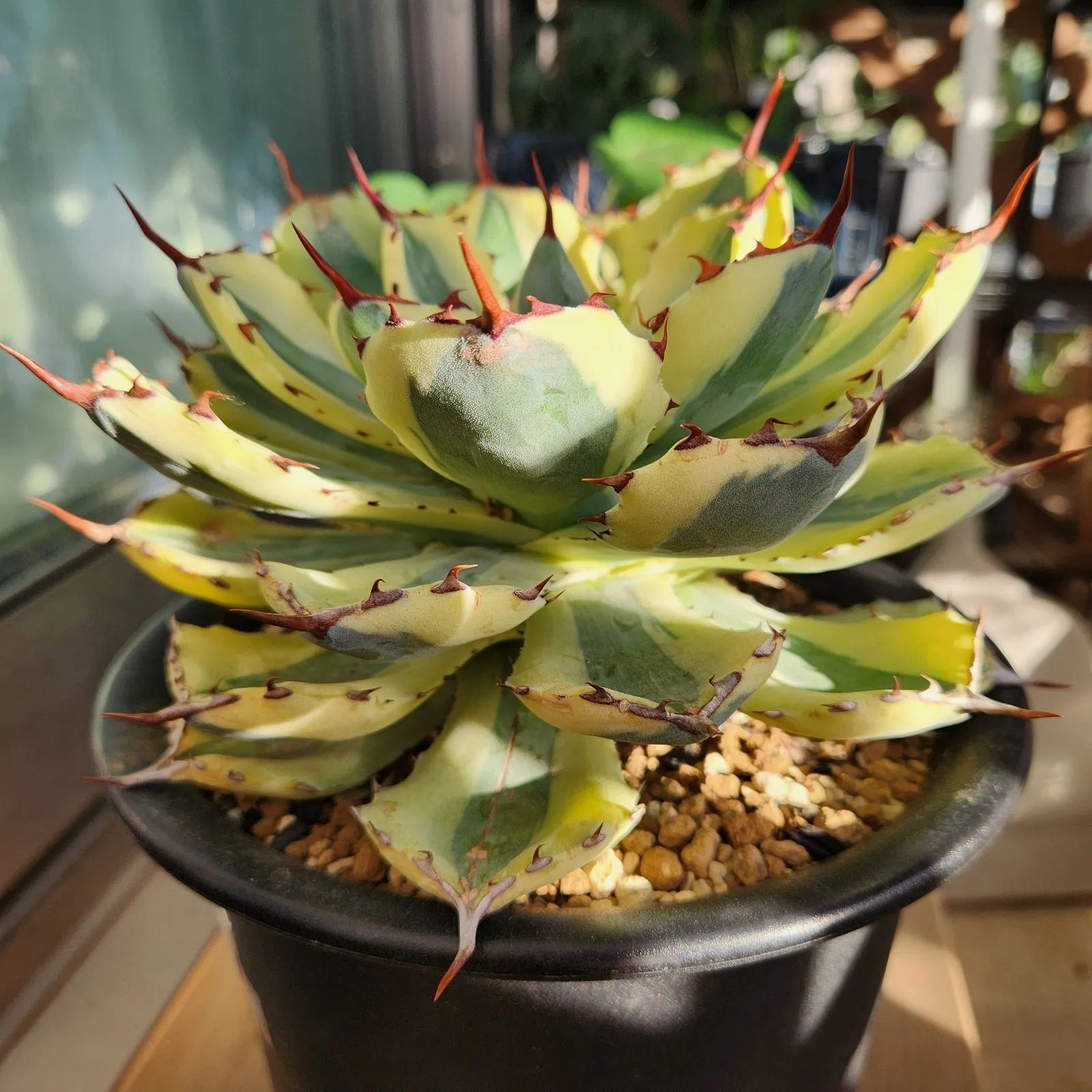 現物】アガベ スーパークラウン（吉祥冠錦）大株 【鉢のまま送付