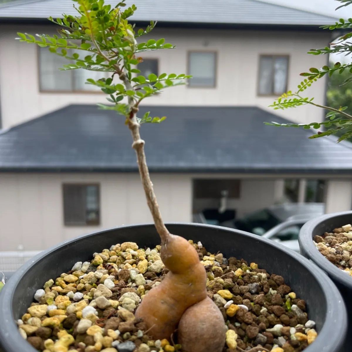 オペルクリカリアパキプス 実生3年目 - ❤️Love plants❤️ - メルカリ