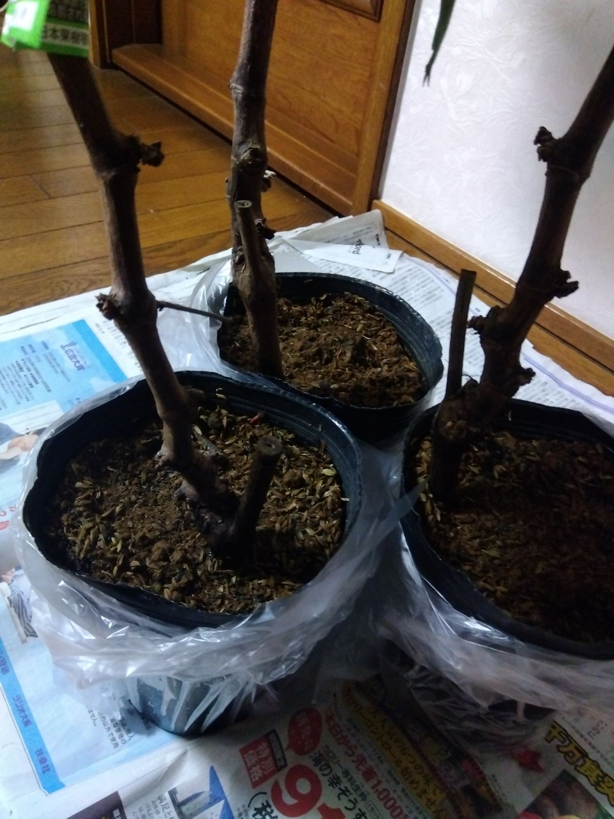 クイーンニーナ苗木 3株 ぶどう苗木 YUZUMIYA_COM