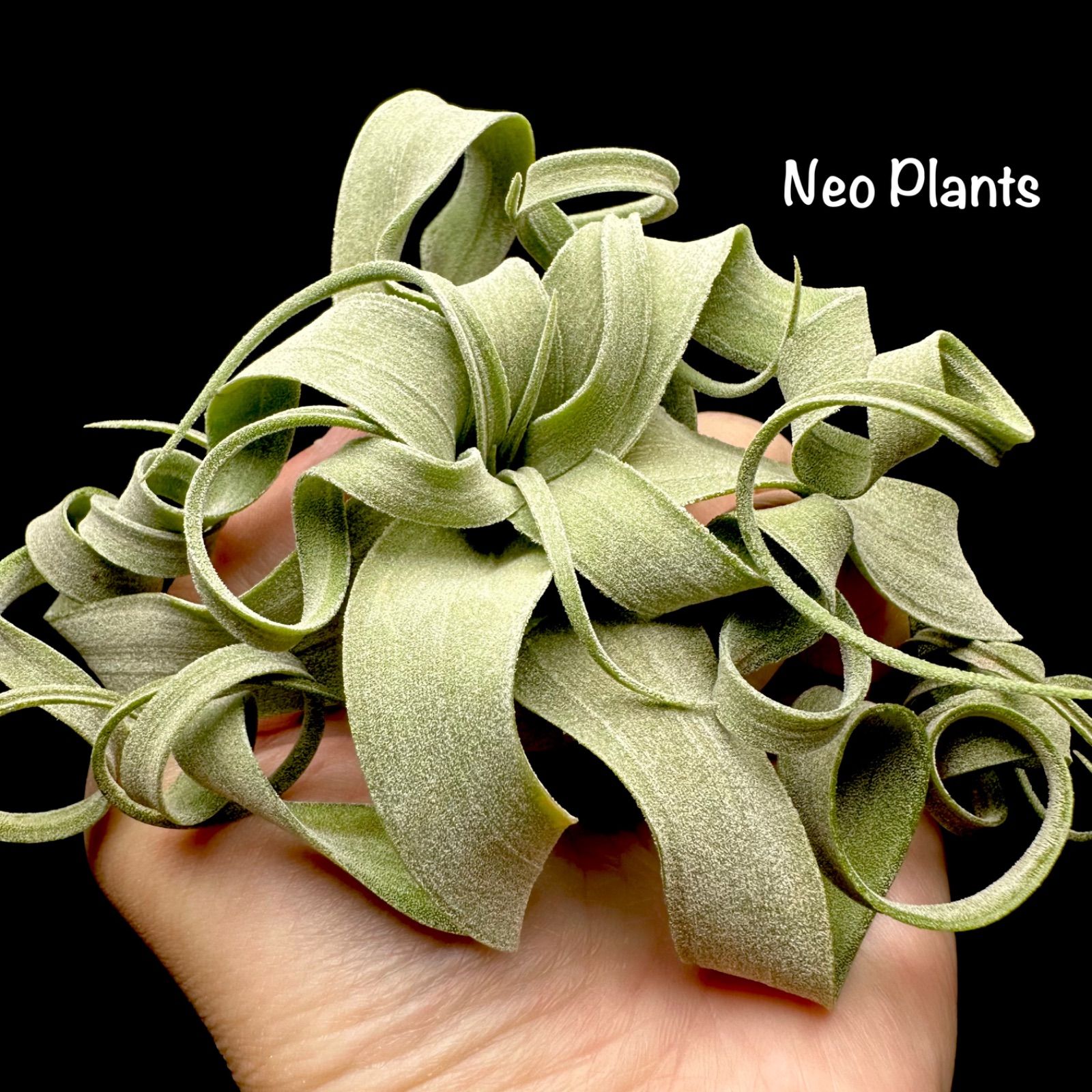 メルカリ人気No1】Tillandsia 'streptophylla' チランジア ストレプト