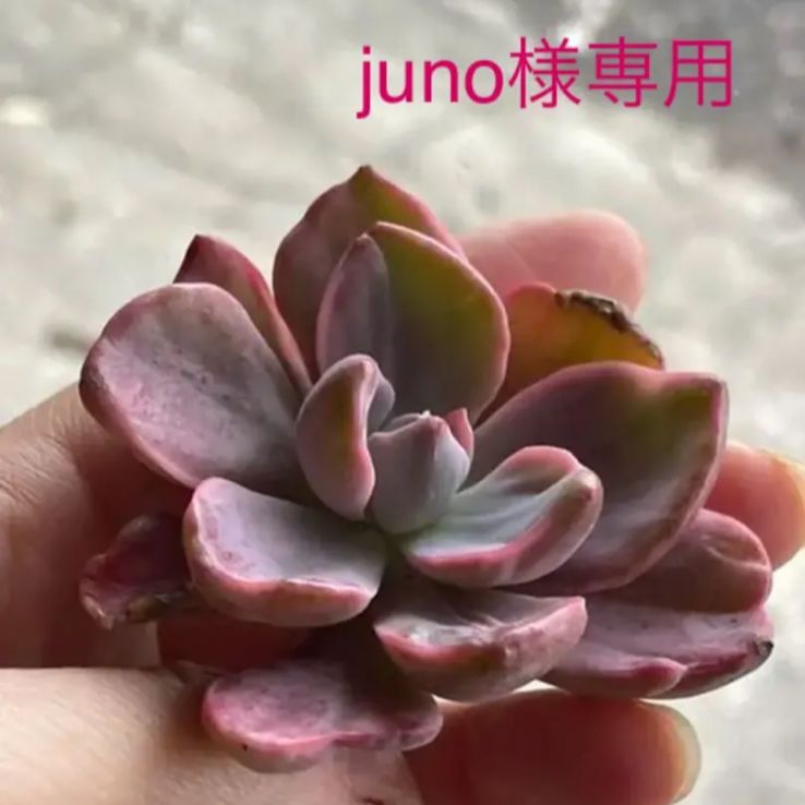 多肉植物 ミセスリチャード錦大きい子♡juno様専用