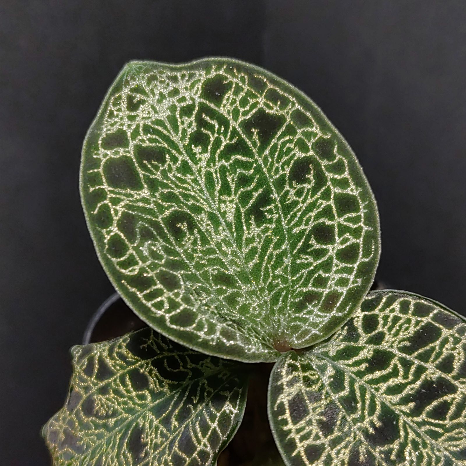 ジュエルオーキッド　マコデス　ペトラ　プラチナム３株セット マコデス ペトラ 'スーパーベイン' 丸葉 ジュエルオーキッド