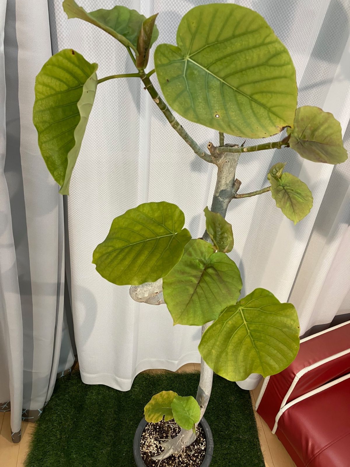 室内 観葉植物