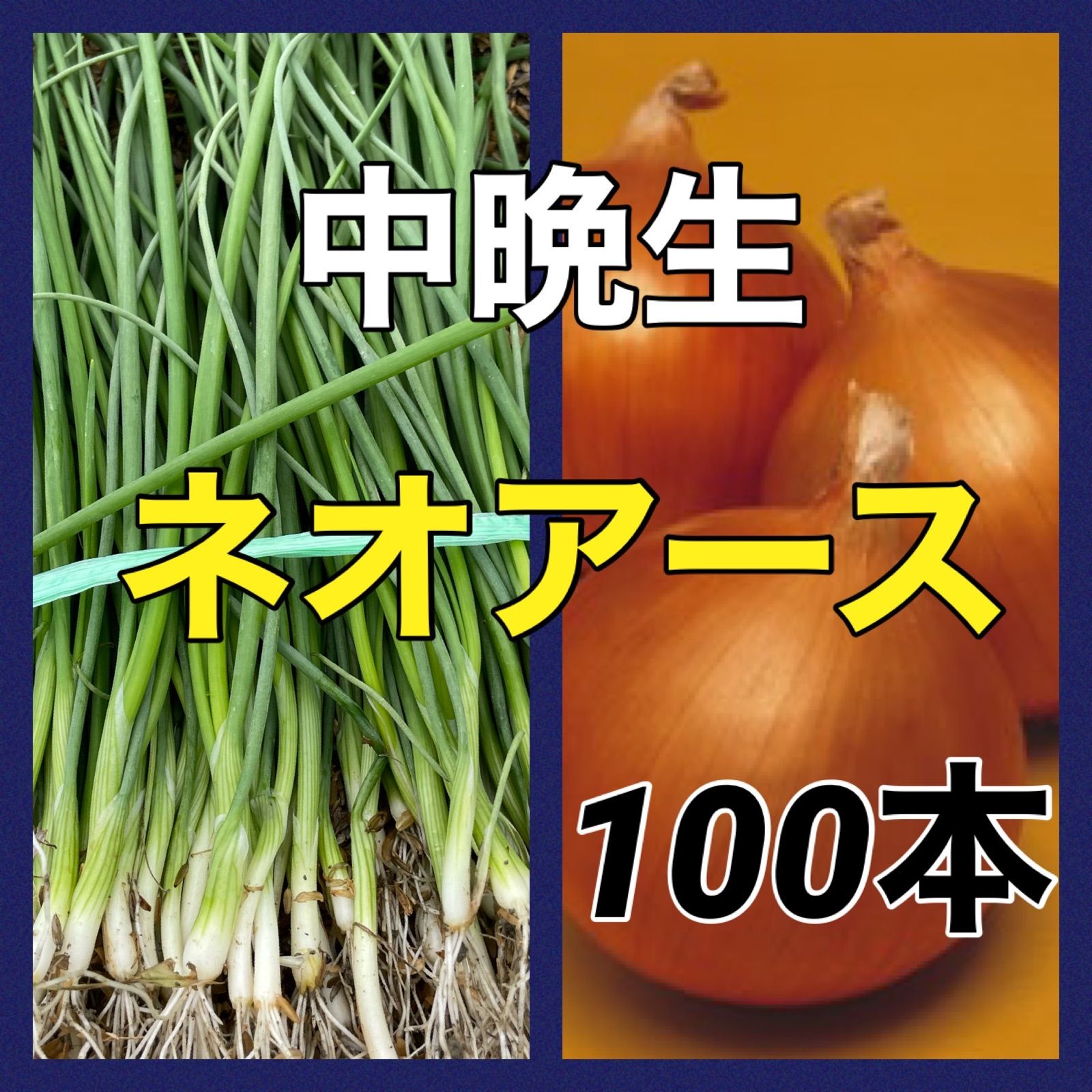 ネオアース100本‼️中晩生玉ねぎ苗‼️3月頃まで貯蔵可能‼️ - 丹波の