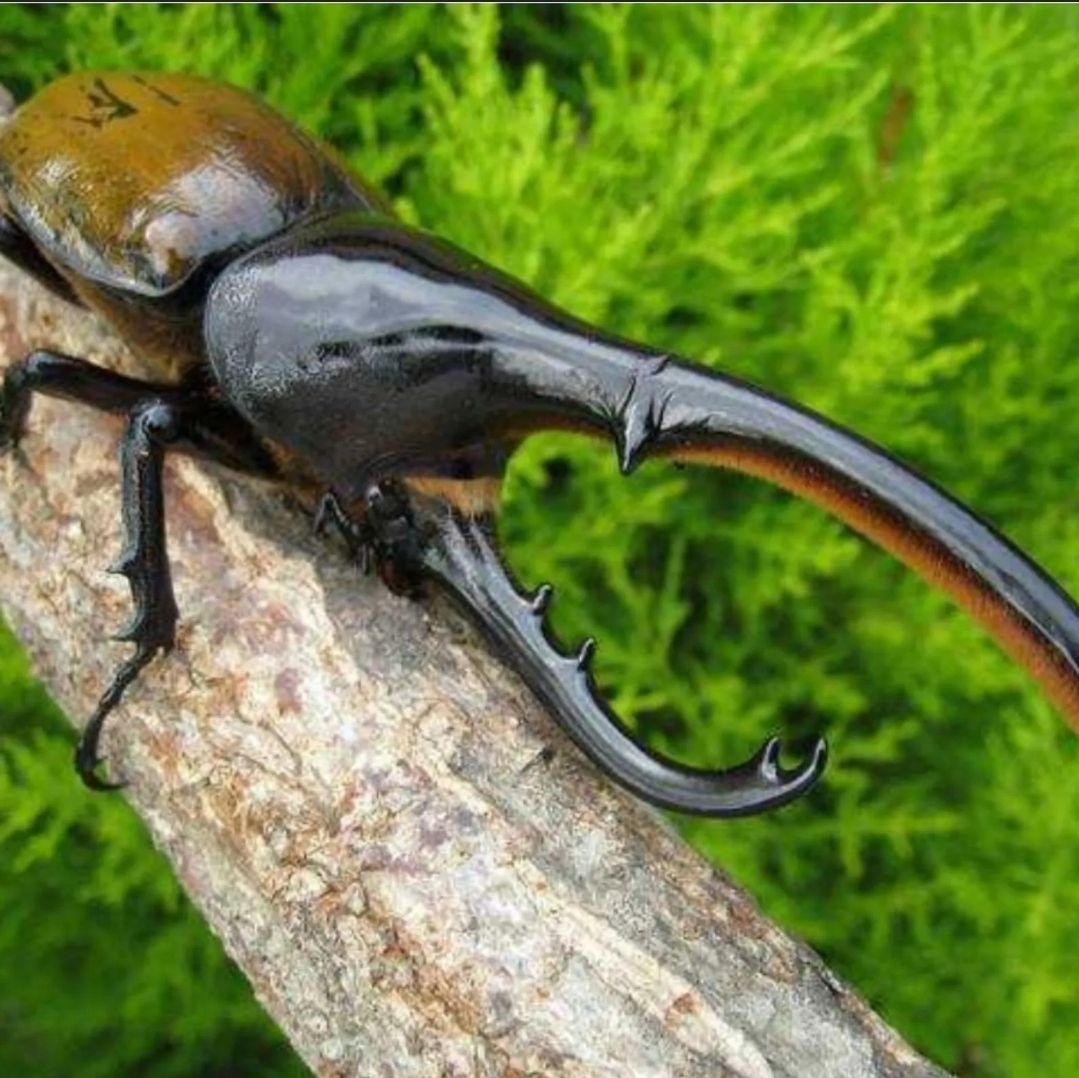 クヌギ・コナラのとまり木【5本セット】転倒防止、隠れ家、後尾の場