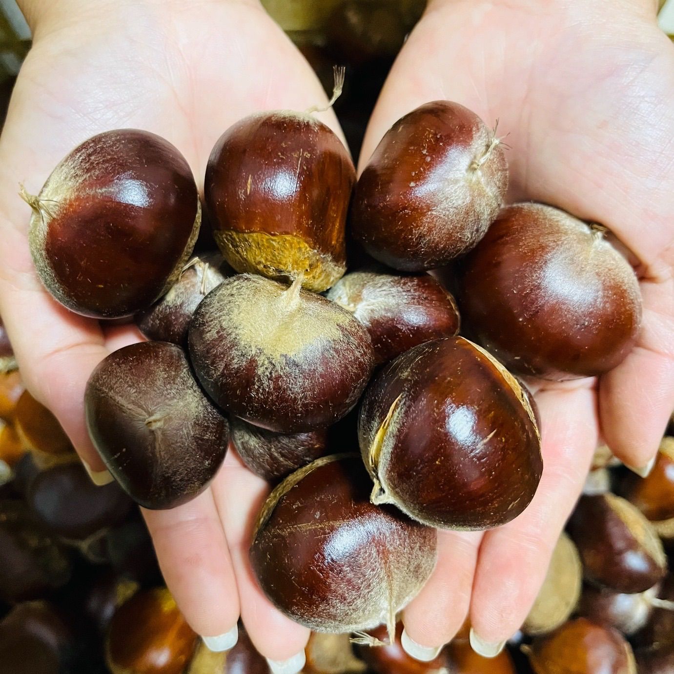 茨城県産 利平栗 5kg 生栗 栗の王様 - メルカリ