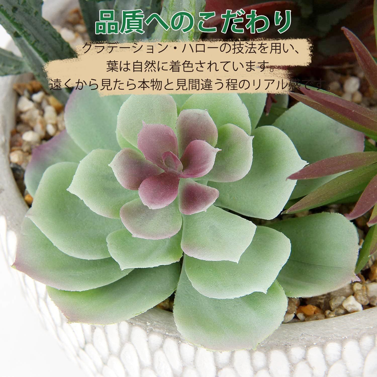 多肉植物 花サボテン ハロー - 観葉植物