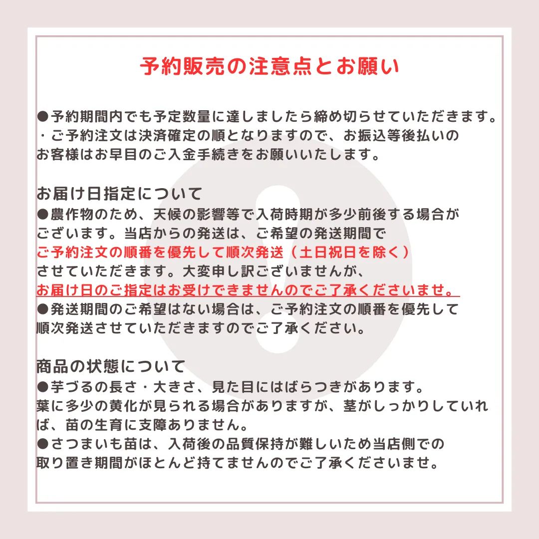安納芋こがね20本