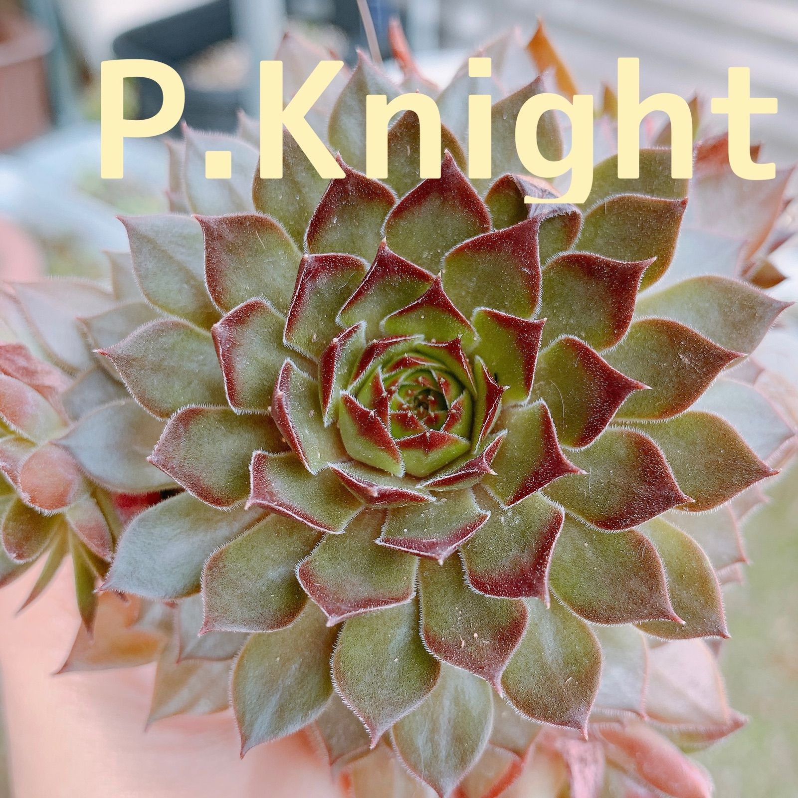 多肉植物 センペルビウム P.Knight パシフィックナイト カット苗