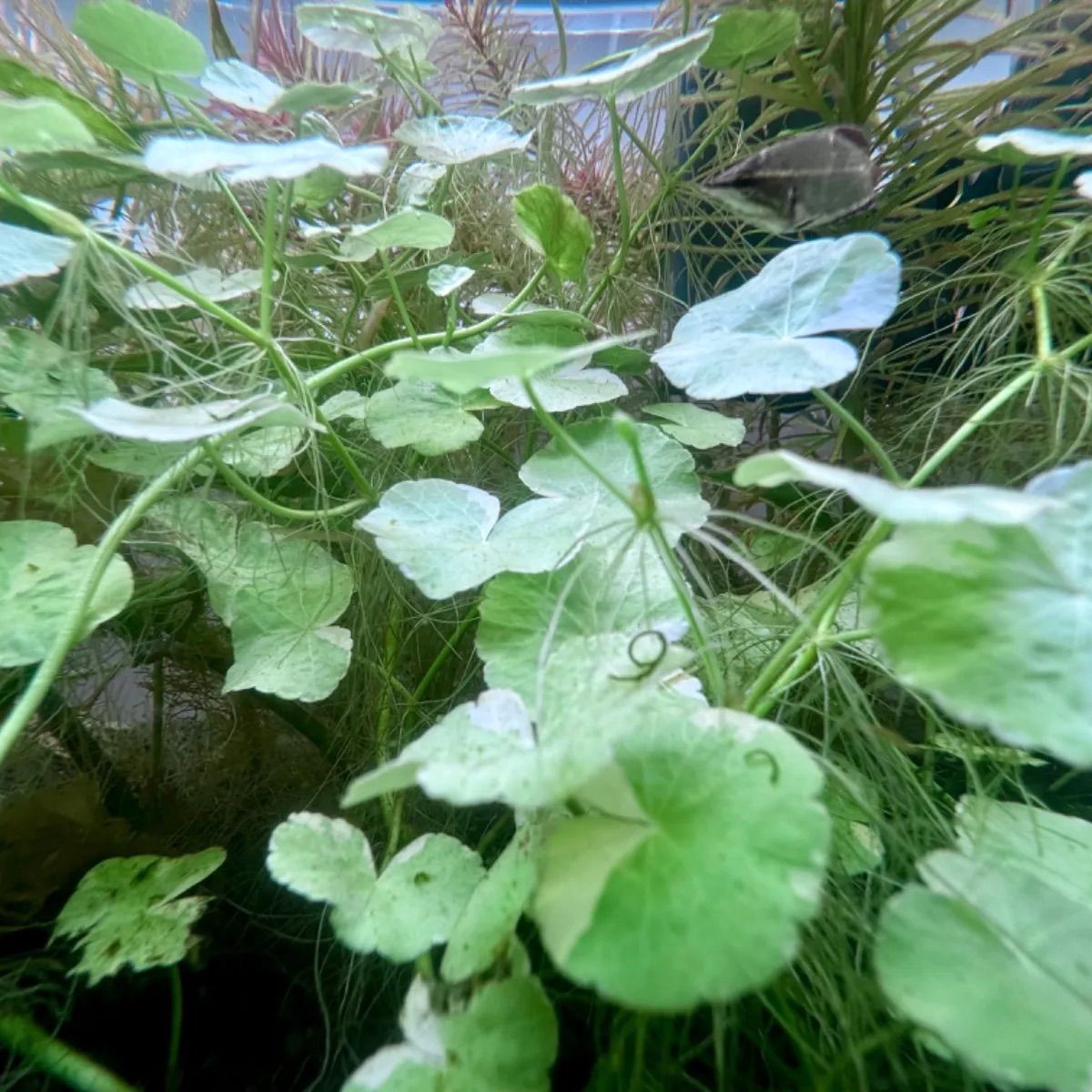 アマゾンチドメグサ 斑入り（水中葉）8枚+おまけ2枚 - メルカリ