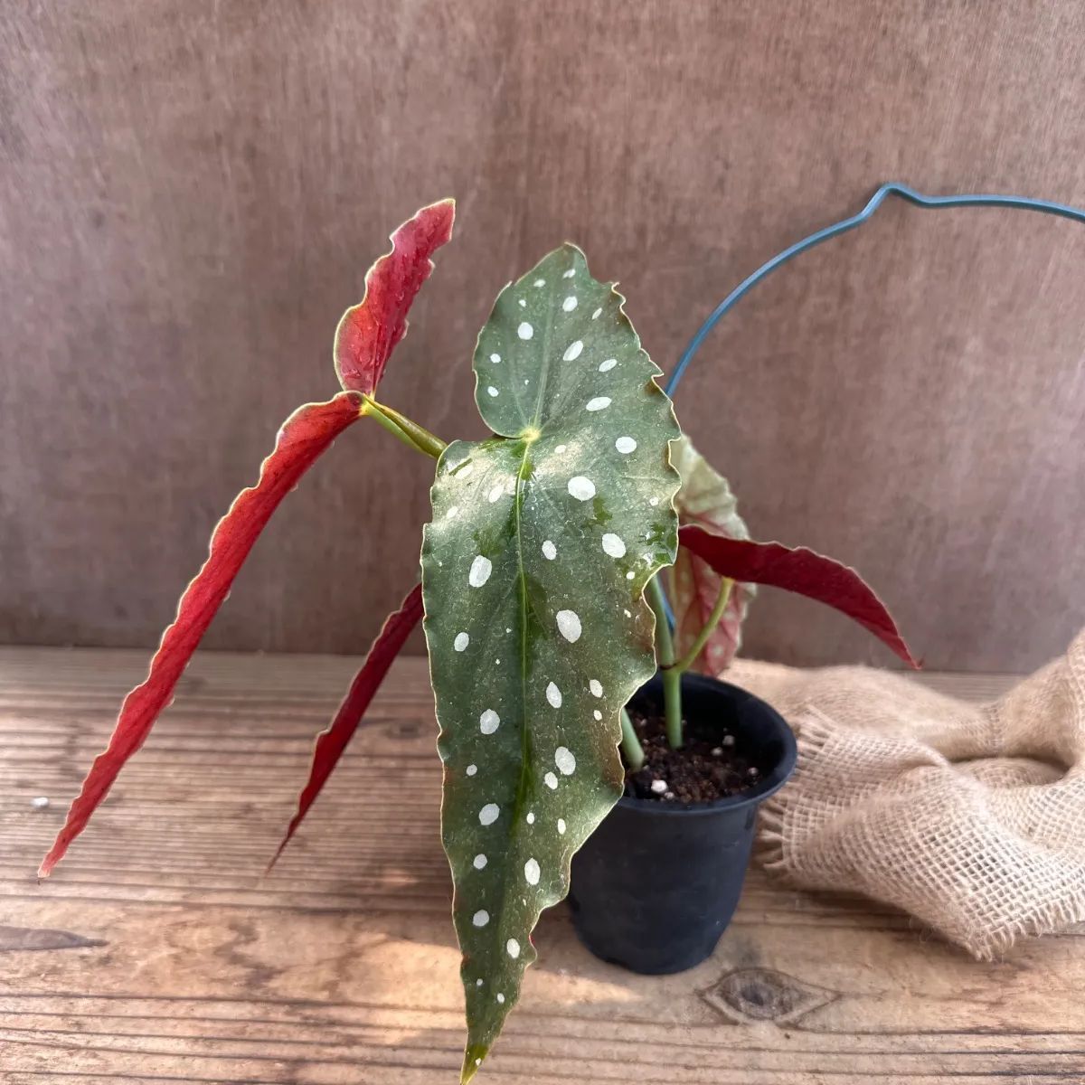 ベゴニア・マクラータ（Begonia maculata）斑入り株の出品です。 ベゴニア マクラータ/Begonia maculata – LIFFT