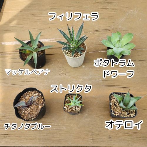 6種盛セット】【鉢ごと発送】 アガベ6種セット 2025.6.13-6種セット