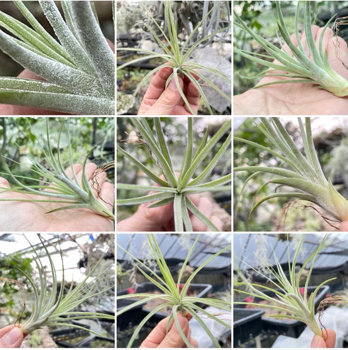 チランジア レクティフォリアrectifolia(シーディアナ X チランジア レクティフォリアrectifolia(シーディアナ X