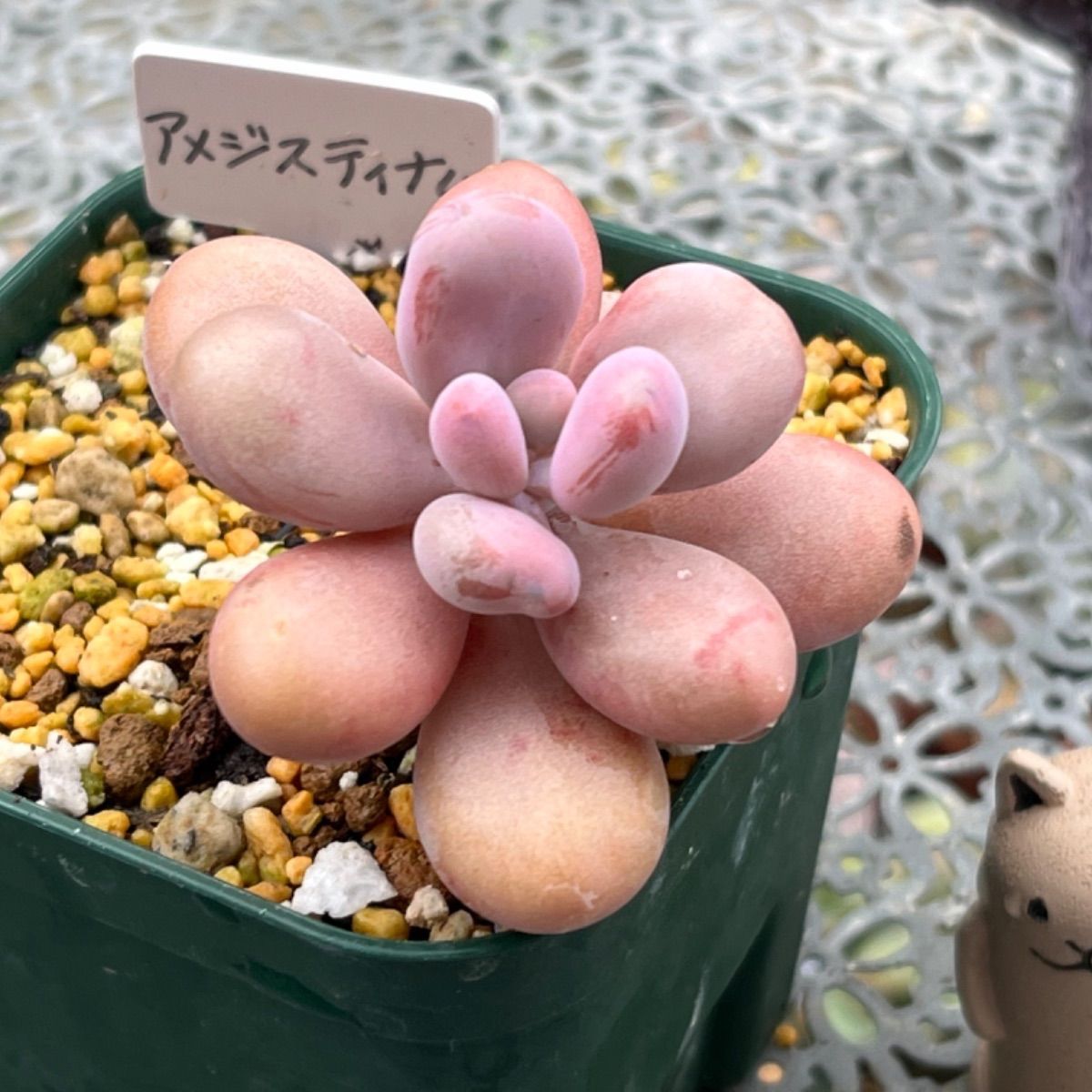 多肉植物 ☘️ アメジスティナム 抜き苗 - メルカリ