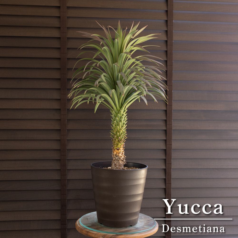 ユッカ デスメティアーナ 7号 Yucca Desmetiana ヤシ 幹立ち 0504BR