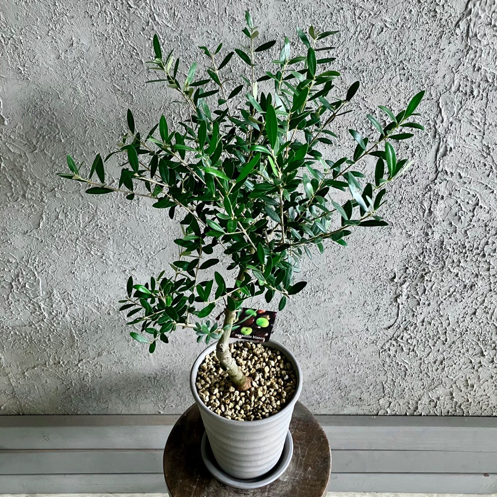 りんご♡オリーブエルグレコテラコッタ鉢植え 　soujuオリーブネバディロ りんご様専用♡オリーブエルグレコテラコッタ鉢植え souju