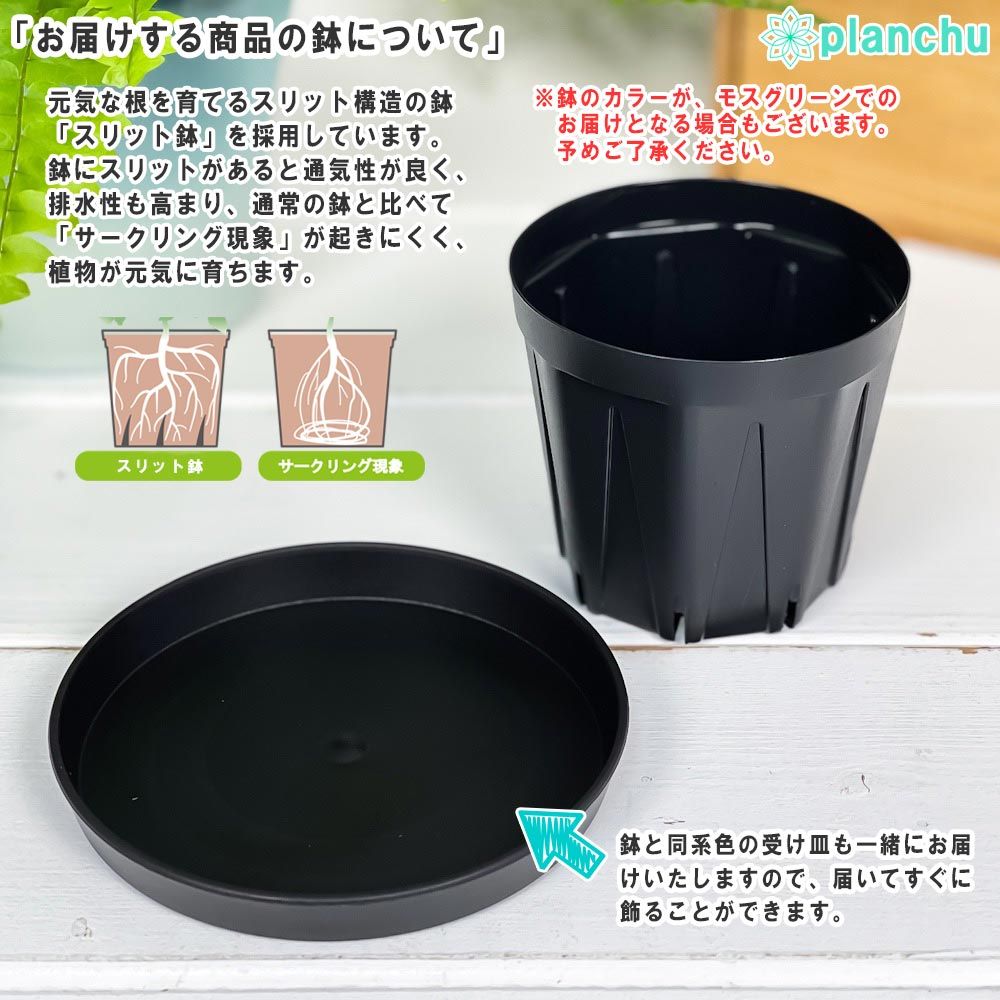 PLANCHU 食虫植物 ディオネア ムスキプラ キョウトレッド 2.5号スリット鉢 受け皿付き 育て方説明書付き Dionaea muscipula &lsquo;Kyoto Red&rsquo; ハエトリソウ 京都レッド