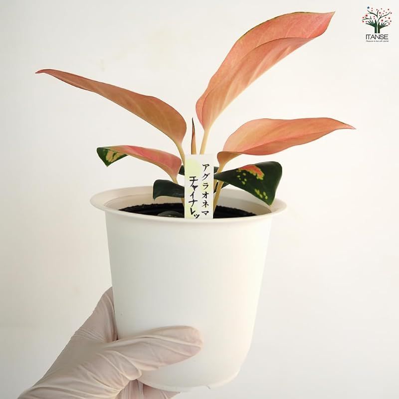 常緑多年草 原生地