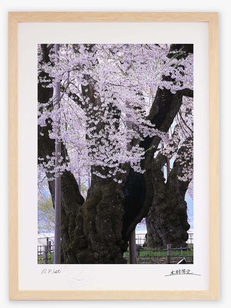 アートフォト 絵画 壁掛け 荘川桜1/岐阜県御母衣湖畔/インテリア