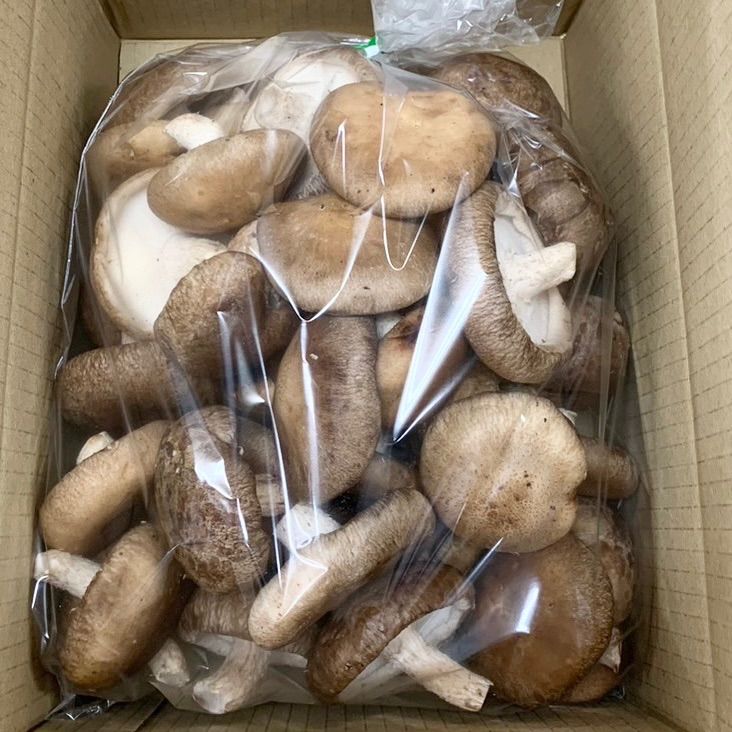☆大人気☆ 兵庫県 淡路島産 生しいたけ 2Lサイズ 1㎏ 生椎茸 #10
