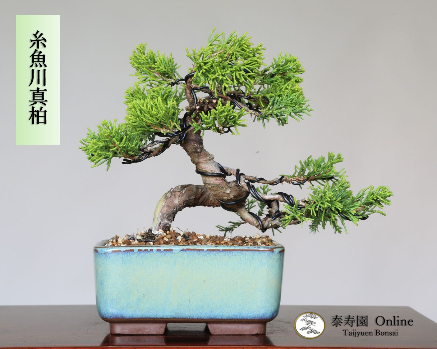 糸魚川真柏 小品盆栽 泰寿園 Online 現品 真柏 松柏 松 室内 鑑賞 趣味 卓上盆栽 盆栽鉢 グリーン 和 ギフト プレゼント 贈答品 ミニ盆栽 誕生日 母の日 父の日 敬老の日 記念日 お祝い 優良葉性 インテリア 29