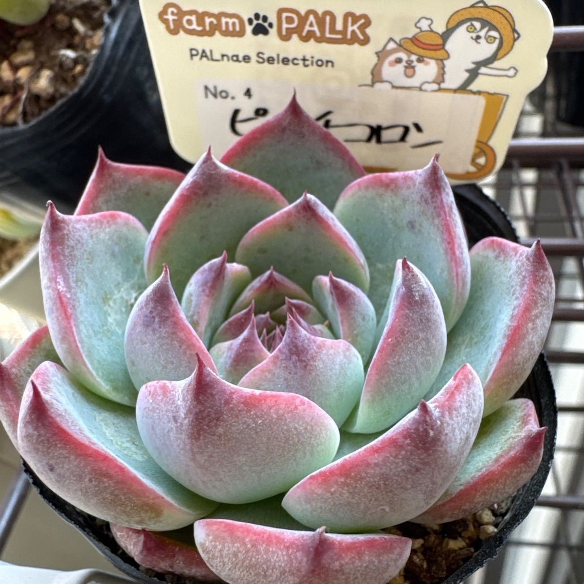 ピーチコロン❣️ファームパルクさん 命名株❣️札付き❗️多肉植物