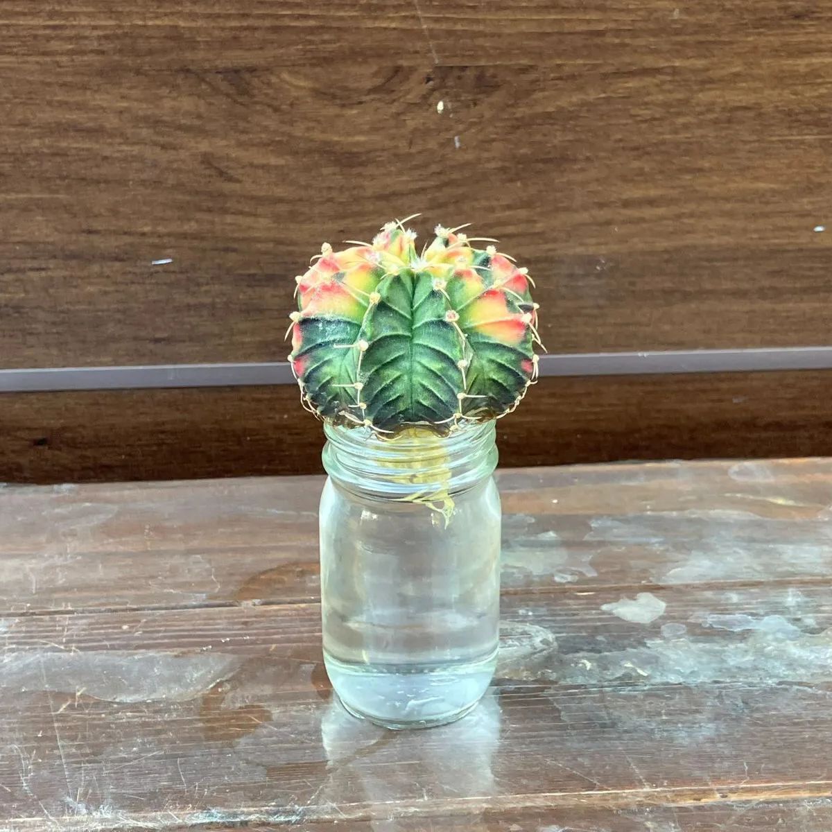 花咲き】⑥ ギムノカリキウム ミハノビッチ 緋牡丹錦 現品発送