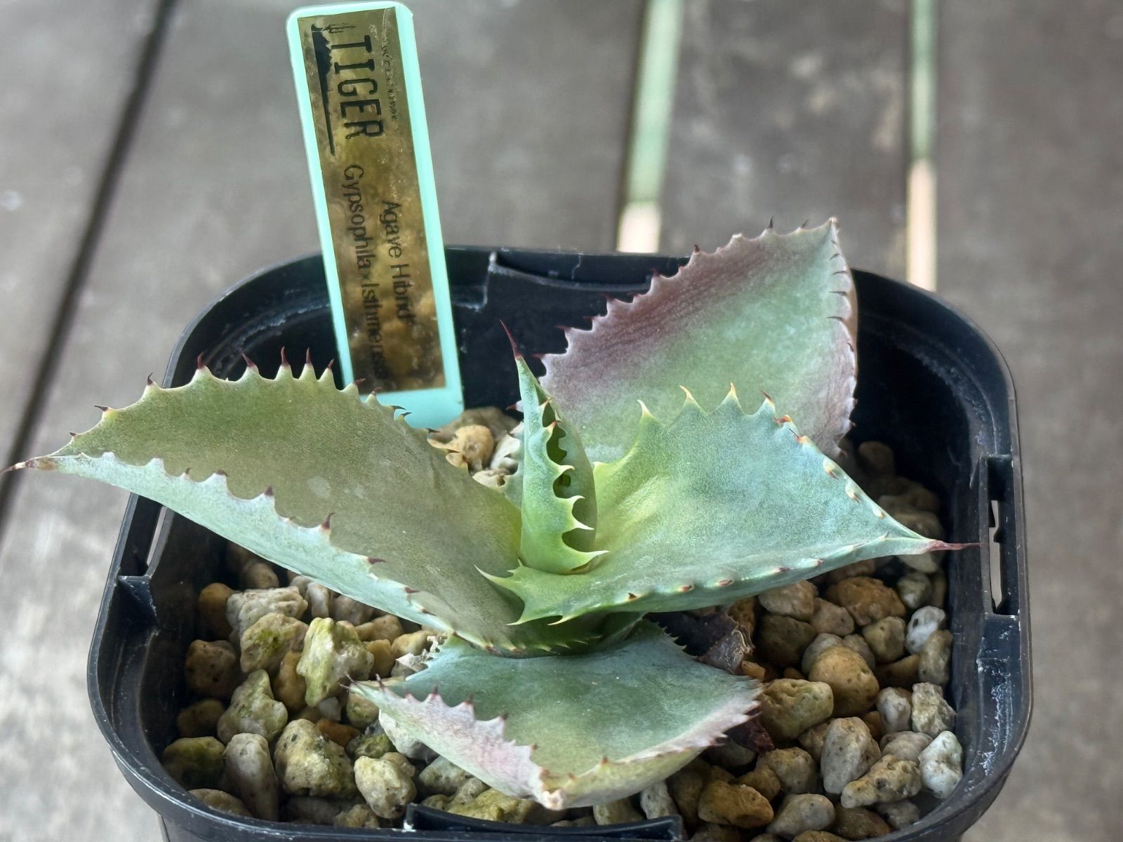 アガベ ハイブリッド ジプソフィラ✖︎イシスメンシス - メルカリ