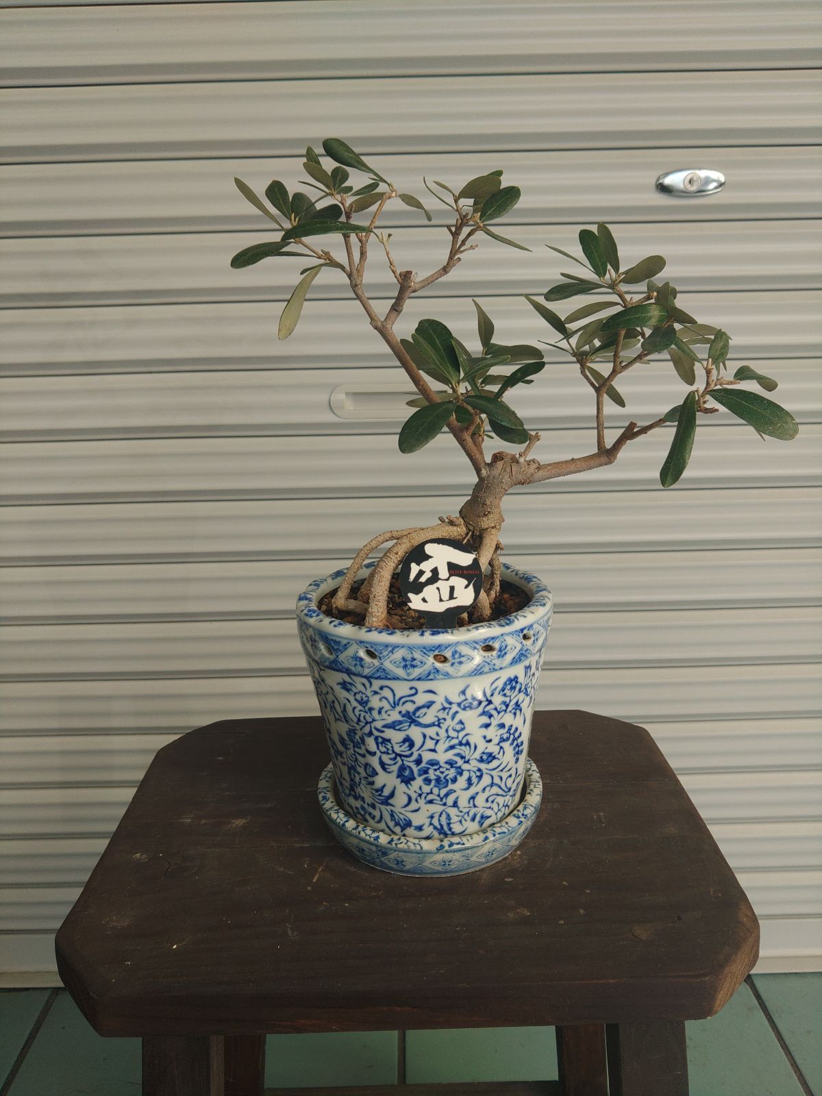 オリーブ　古木　盆栽　抜き苗 9cd4a748d162bbaeaf5fd9fa806d64