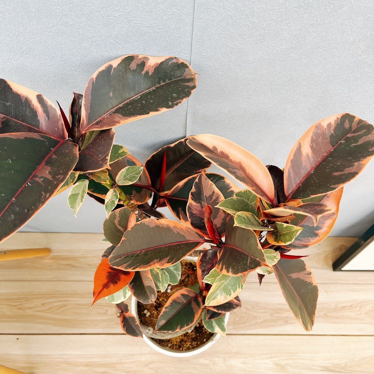 現品］♡おしゃれ♡ 97番 フィカスルビー 曲がり 8号 観葉植物