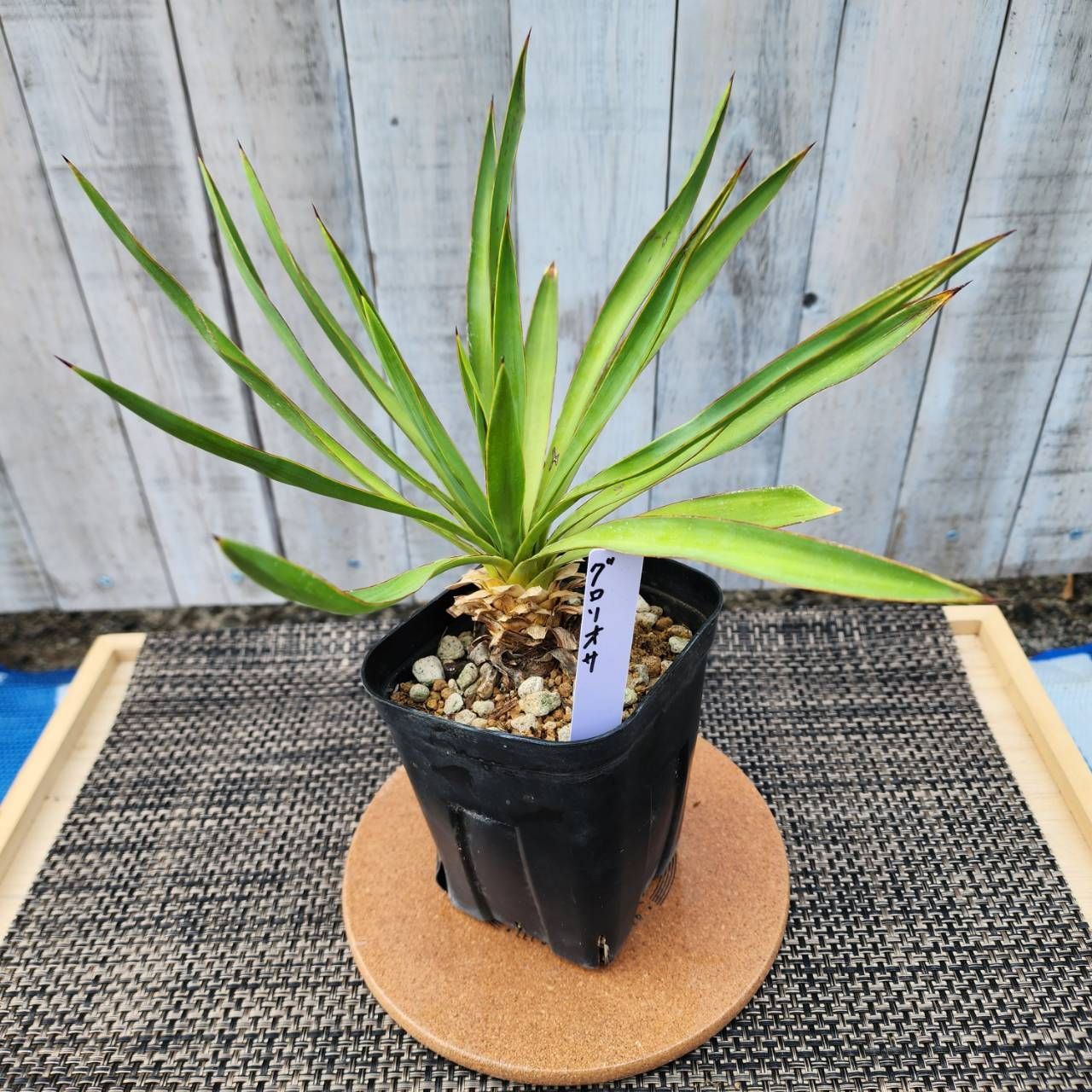 ユッカ グロリオサ　観葉植物 鉢のまま発送 ユッカ グロリオサ 観葉植物 鉢のまま発送 ユッカ グロリオサ 観葉植物