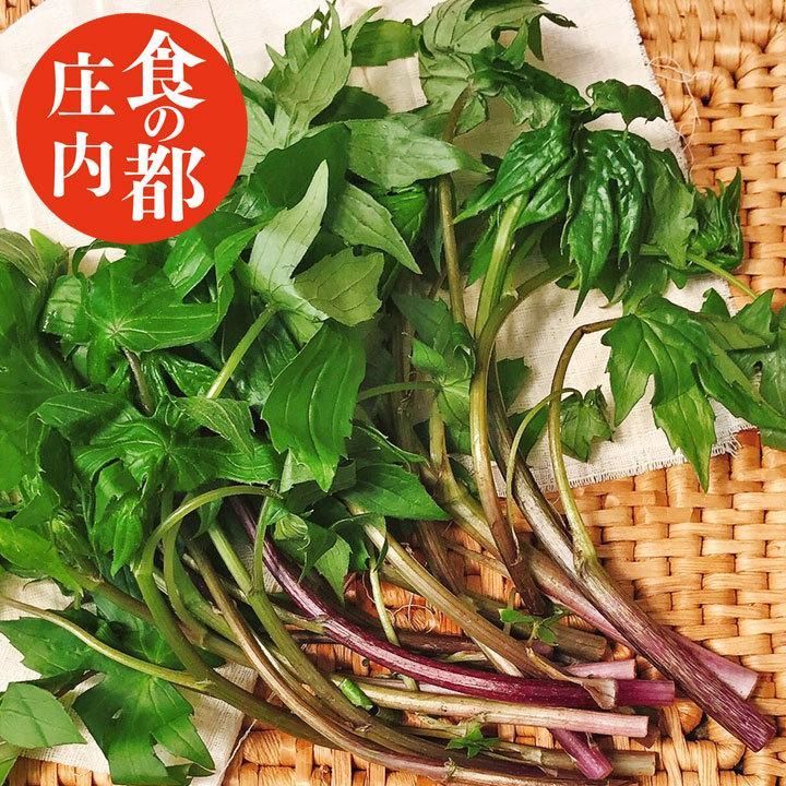 山形県庄内地方 しどけ