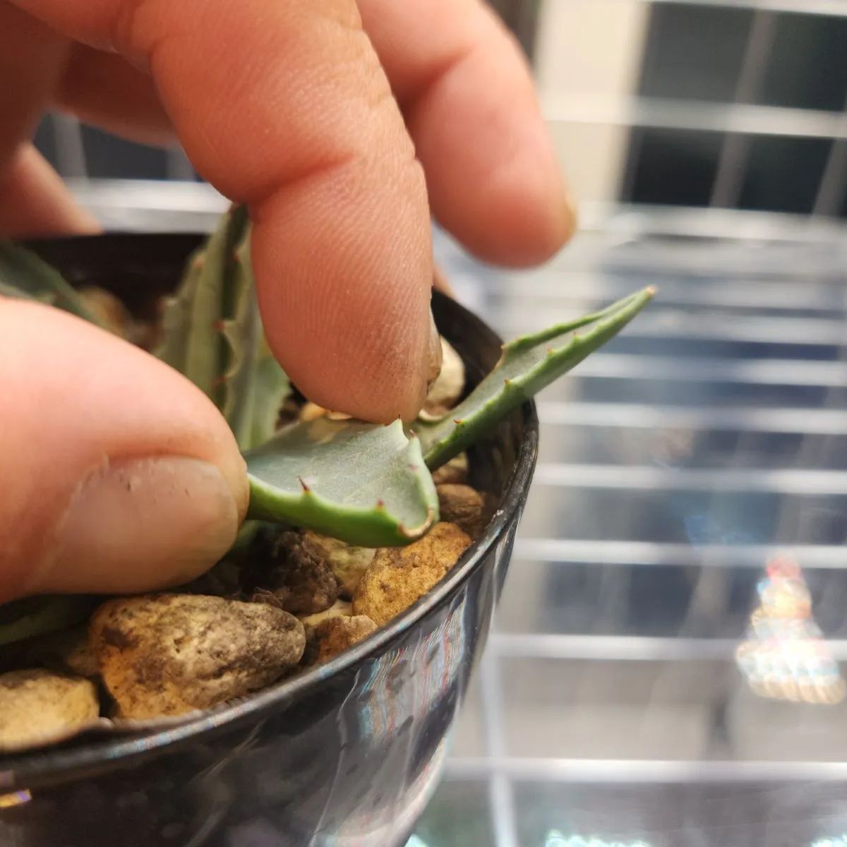 アガベ モンタナ 鉢ごと発送 アガベ モンタナ | hanayoshi-botanical