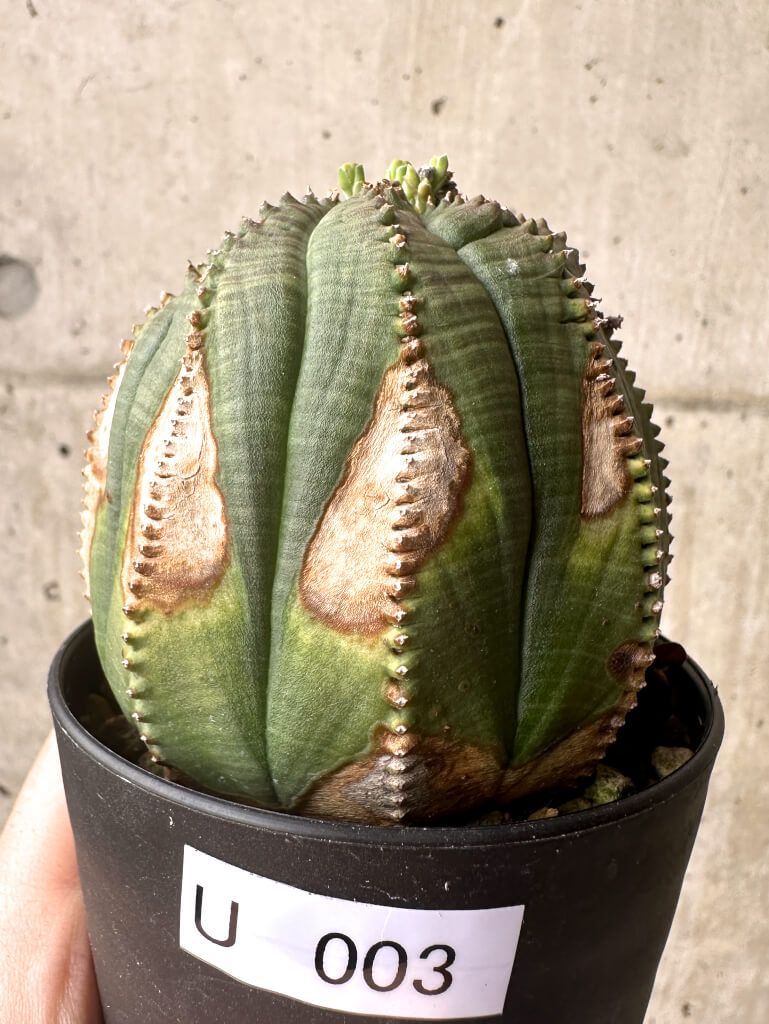 KOIAI 3rd EP「Come see me」 サイン入りフォト付き 邦楽 KOIAI 