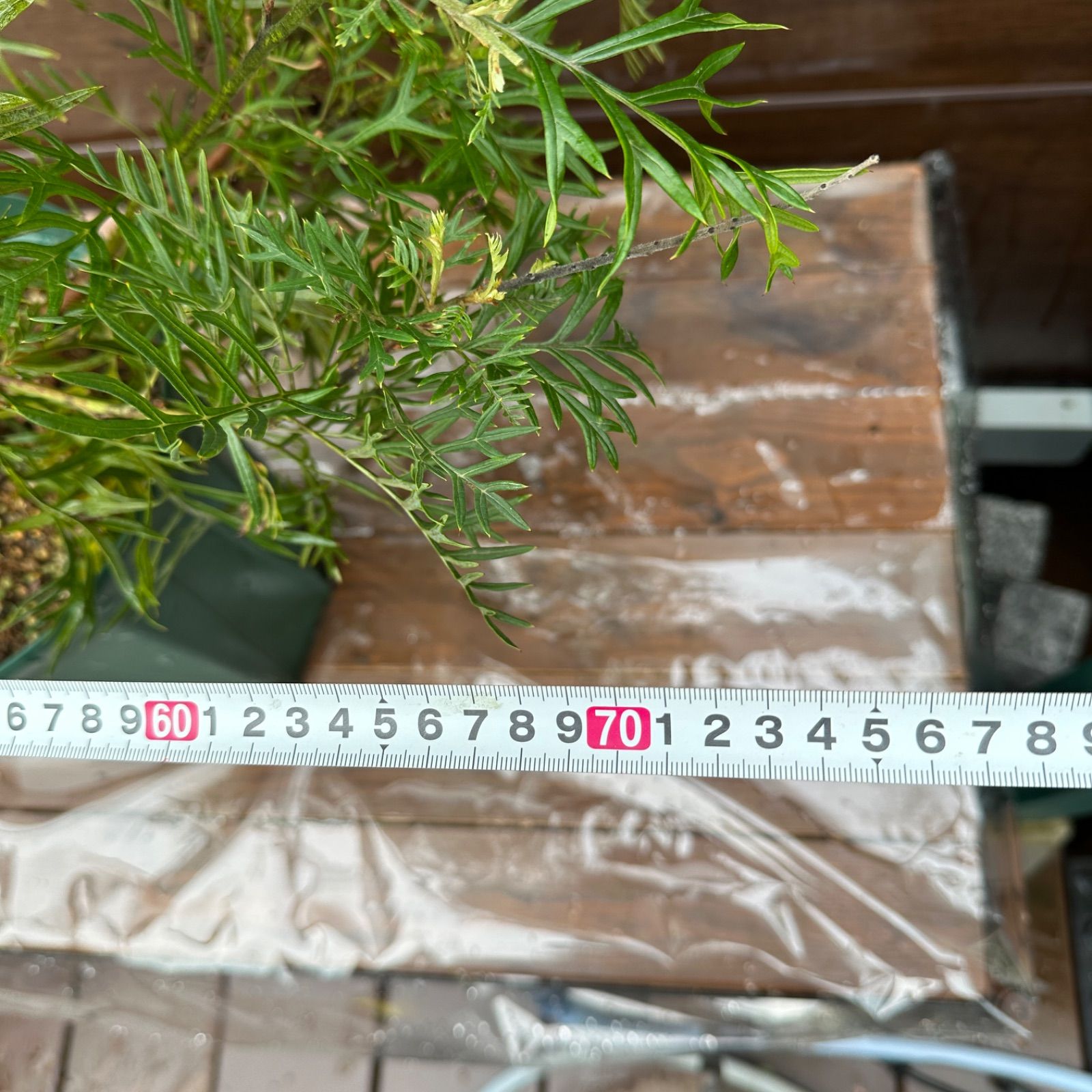 ピーチアンドクリーム 大株