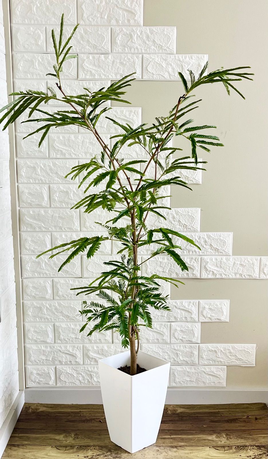 エバーフレッシュ⭐️樹形◎