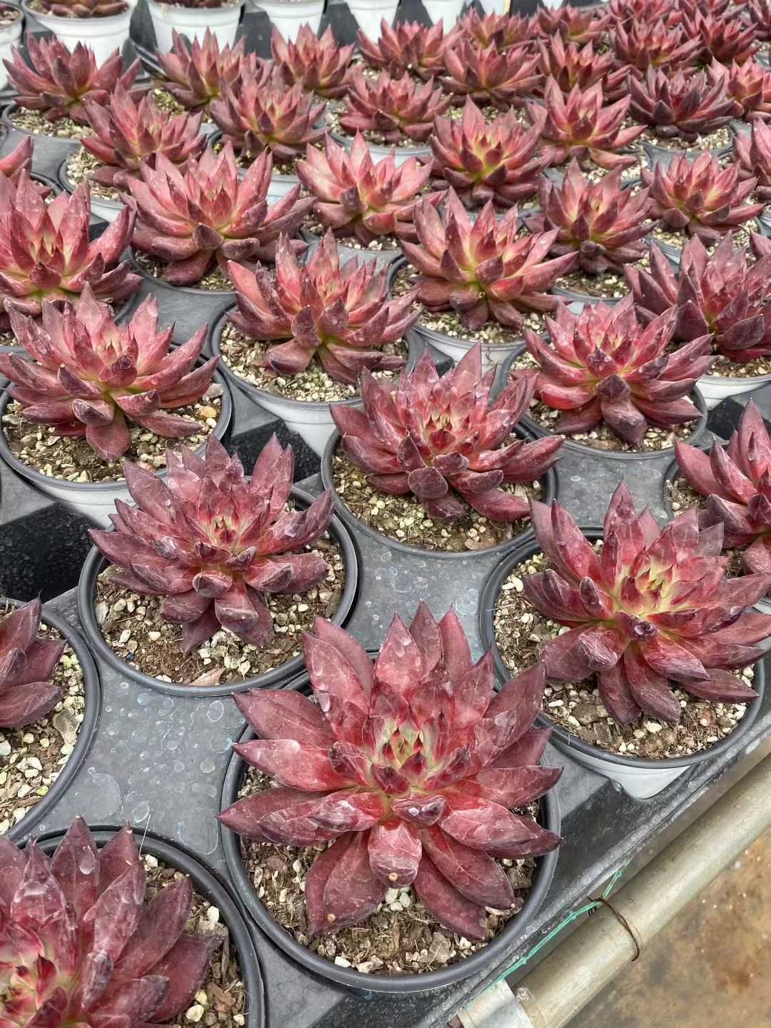 多肉植物 佐川急便発送