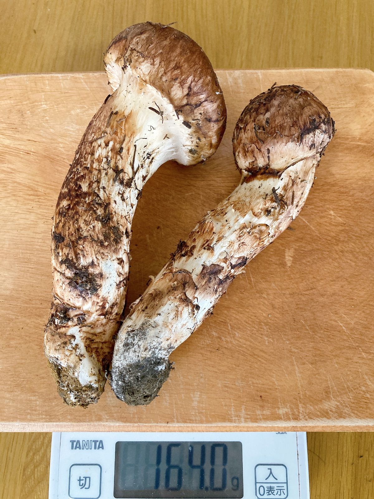 北海道 天然松茸 数量限定】北海道の雪解け！天然国産松茸（140g