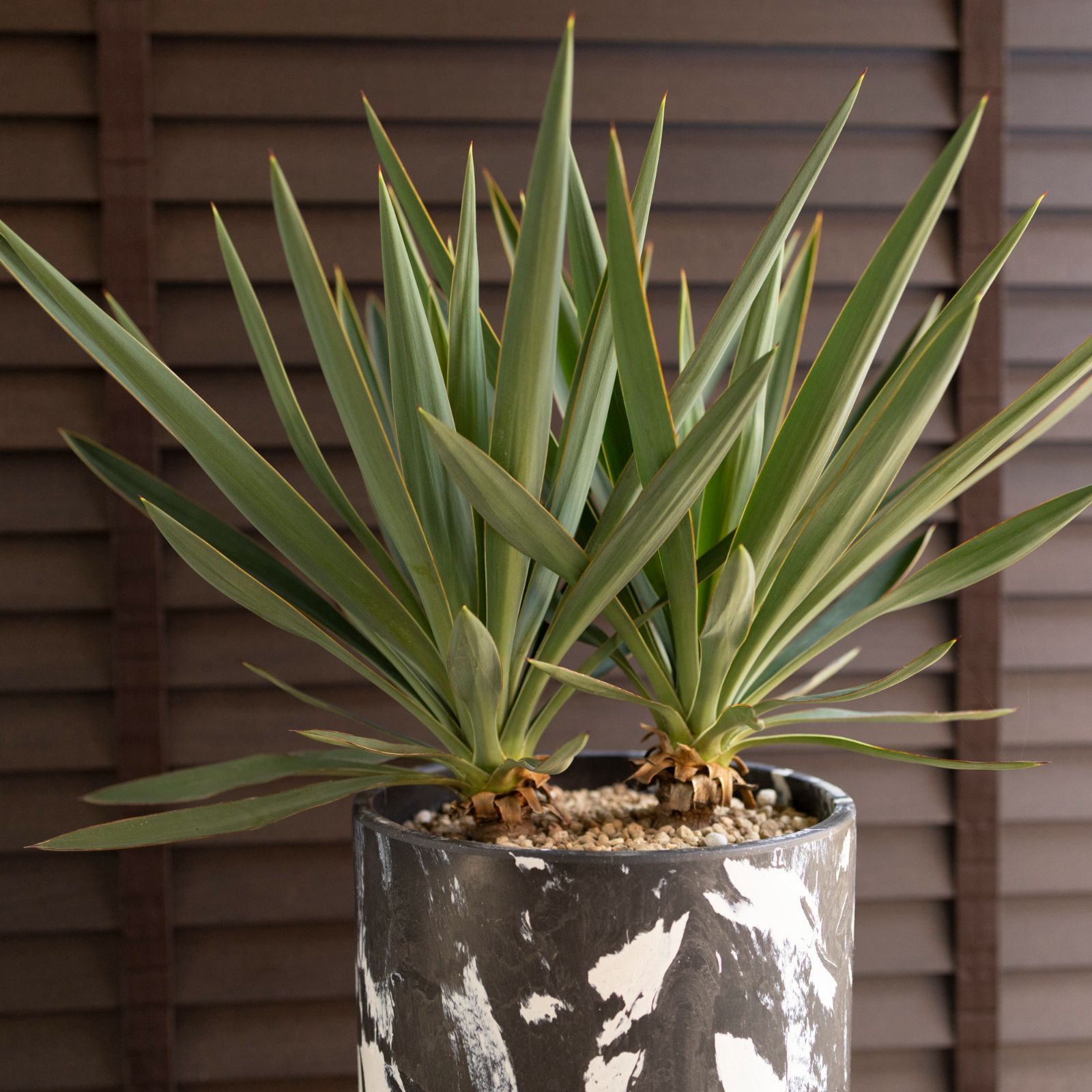 ユッカ グロリオサ Yucca Gloriosa 2本立ち 7号 マーブル樹脂