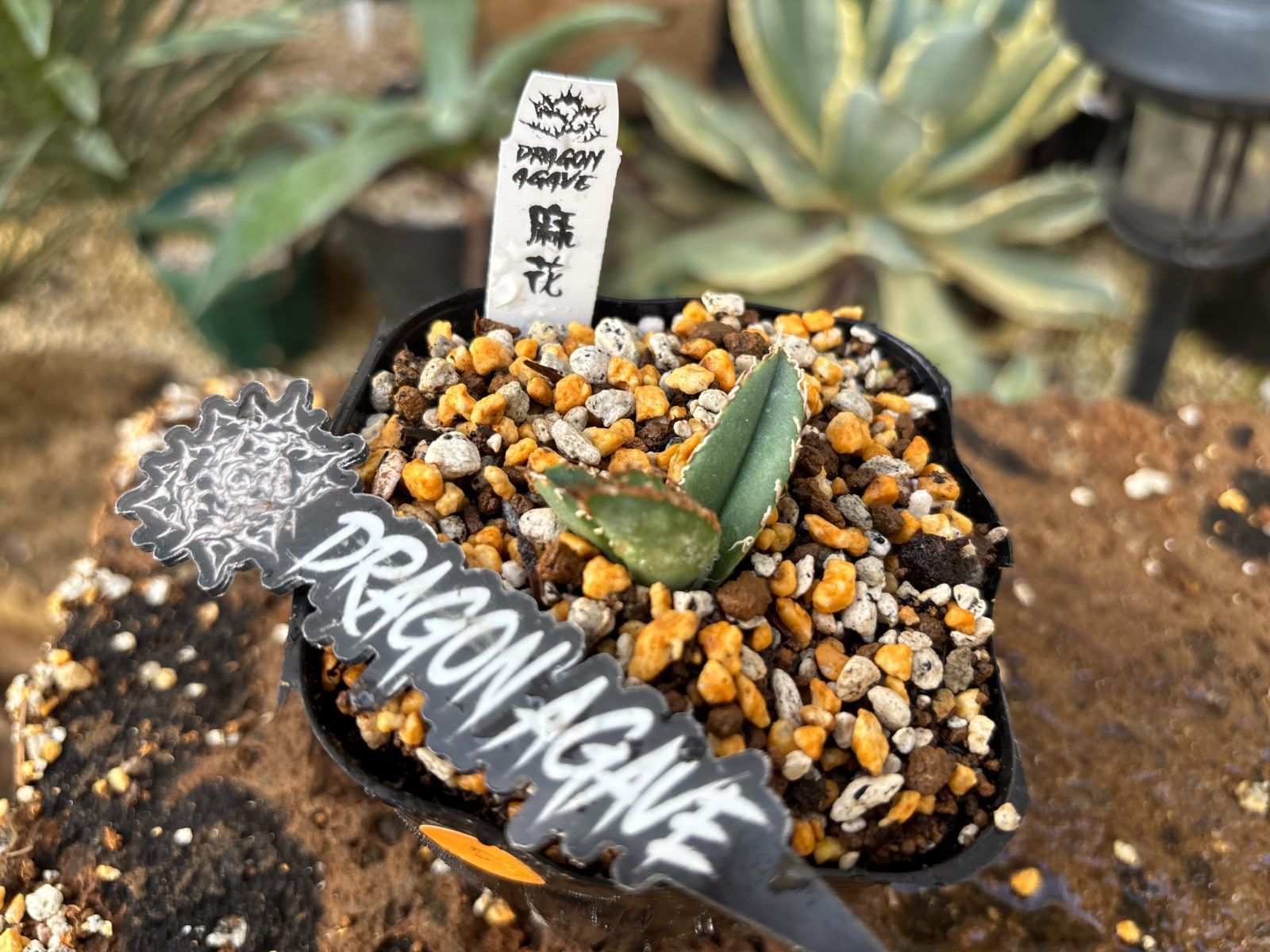 アガベ チタノタ '1981' 極上ブルー 中斑模様 オテロイ 珍品 Yahoo