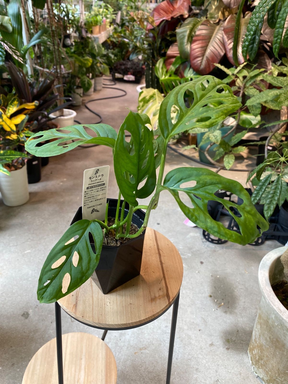 セール中 モンステラオーレア6号親株 モンステラ 6号｜ヤオコー予約＆ギフト