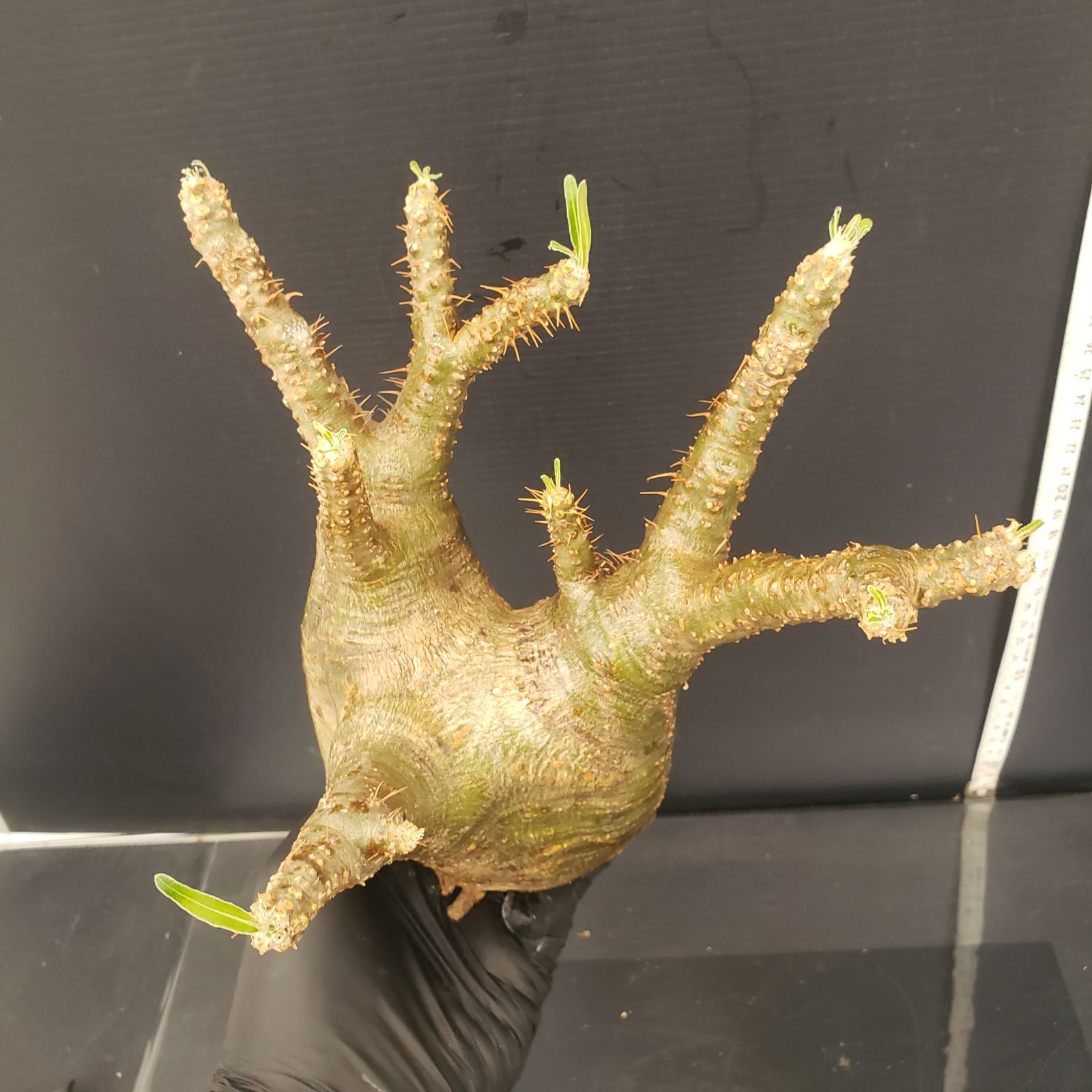 6574 「塊根植物」パキポディウム グラキリスM 抜き苗【5/8最新到着 6574 「塊根植物」パキポディウム グラキリスM 抜き苗【5/8最新到着