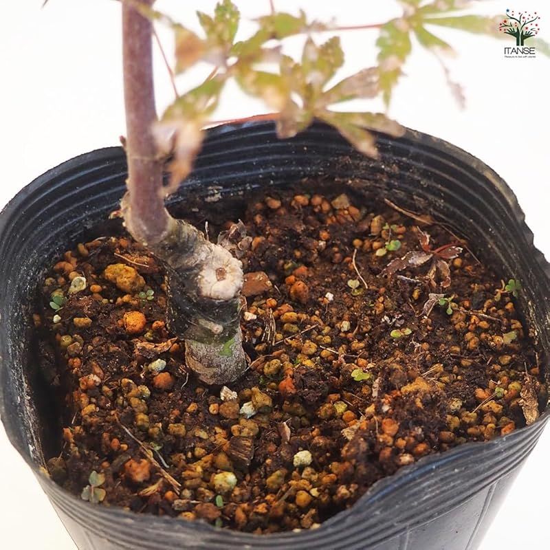 ＩＴＡＮＳＥ モミジ スケーターズ 4号 1個売り 品種で選べる花木苗 学名 Acer palmatum Skaters ムクロジ科カエデ属 耐寒性落葉中低木 原産地 日本 アメリカなど 別名 もみじ 紅葉 楓 1 YUZUMIYA_COM