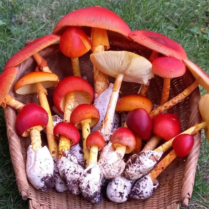 天然きのこ16　タマゴタケ800g