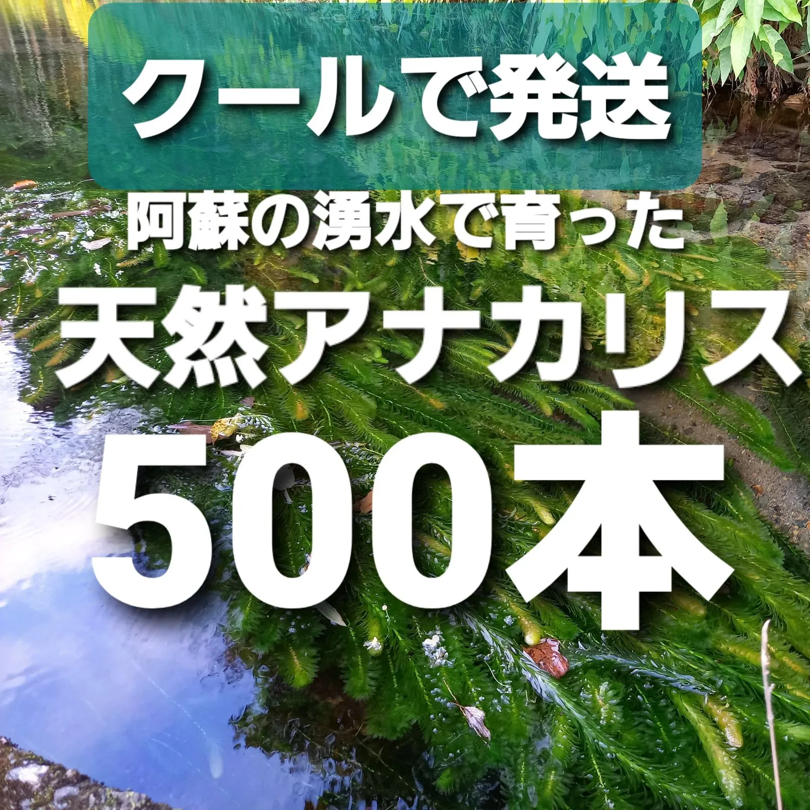 クールで発送 500本以上 阿蘇の湧水で育った水草 天然アナカリス 100本