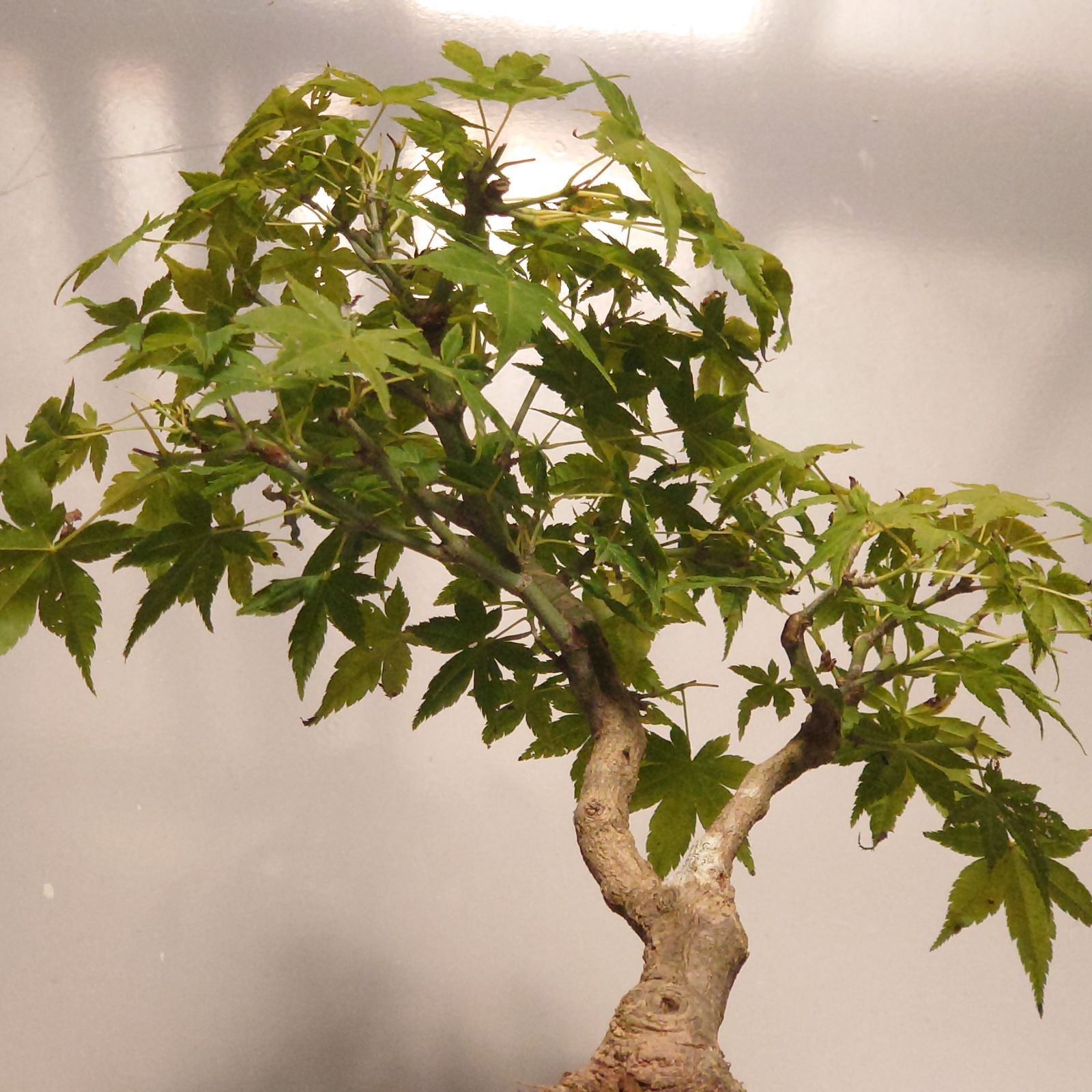 盆栽 モミジ 山もみじ寄せ植え 石付きを販売｜入門は盆栽妙 – 盆栽妙 本店